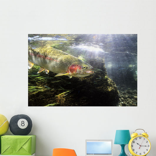 Rainbow Trout In The Kulik River Wall Mural