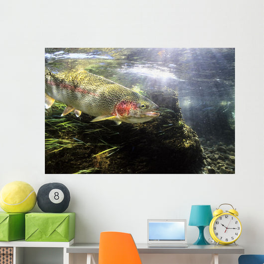 Rainbow Trout In The Kulik River Wall Mural