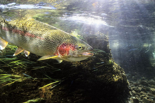 Rainbow Trout In The Kulik River Wall Mural
