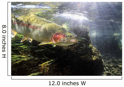 Rainbow Trout In The Kulik River Wall Mural