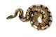 Royal or Ball Python Wall Decal