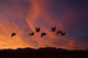 Sandhill Cranes At Bosque Del Apache National Wildlife Refuge Fall Wall Mural