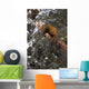 Marten Caught In Leg Trap On Hutinana Creek Wall Mural