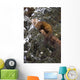 Marten Caught In Leg Trap On Hutinana Creek Wall Mural