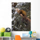 Marten Caught In Leg Trap On Hutinana Creek Wall Mural
