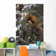 Marten Caught In Leg Trap On Hutinana Creek Wall Mural