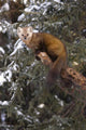 Marten Caught In Leg Trap On Hutinana Creek Wall Mural