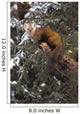 Marten Caught In Leg Trap On Hutinana Creek Wall Mural