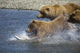 Mother Brown Bear And Her Cubs Chase Salmon Wall Mural