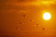 Swans Flying At Sunset Composite Wall Mural