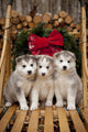 Siberian Husky Puppies Wall Mural