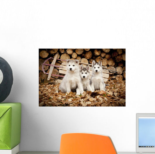 Three Siberian Husky Puppies Sit Wall Mural