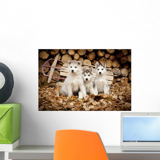 Three Siberian Husky Puppies Sit Wall Mural
