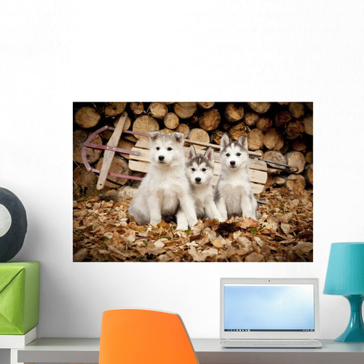 Three Siberian Husky Puppies Sit Wall Mural
