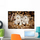 Three Siberian Husky Puppies Sit Wall Mural