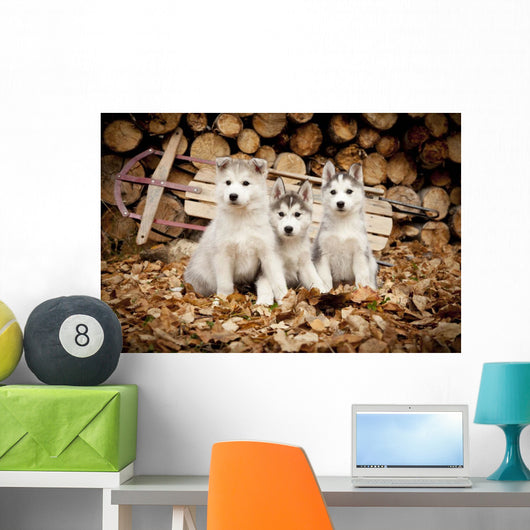 Three Siberian Husky Puppies Sit Wall Mural