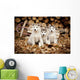 Three Siberian Husky Puppies Sit Wall Mural