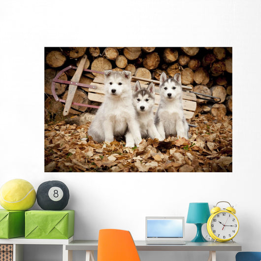 Three Siberian Husky Puppies Sit Wall Mural