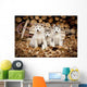 Three Siberian Husky Puppies Sit Wall Mural