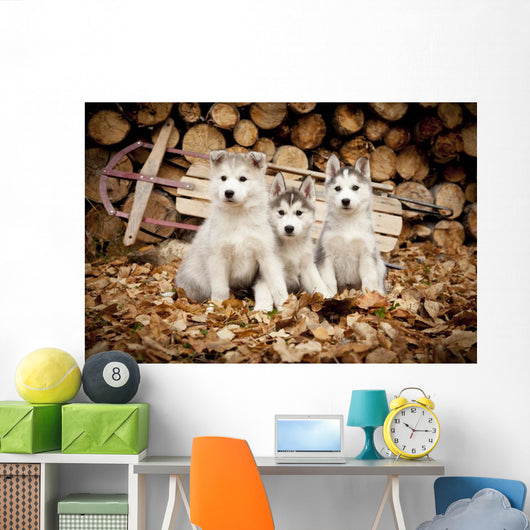 Three Siberian Husky Puppies Sit Wall Mural