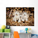 Three Siberian Husky Puppies Sit Wall Mural