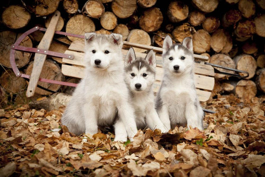 Three Siberian Husky Puppies Sit Wall Mural