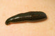 Medicinal Leech-Hirudo Medicinalis Wall Mural