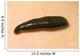 Medicinal Leech-Hirudo Medicinalis Wall Mural