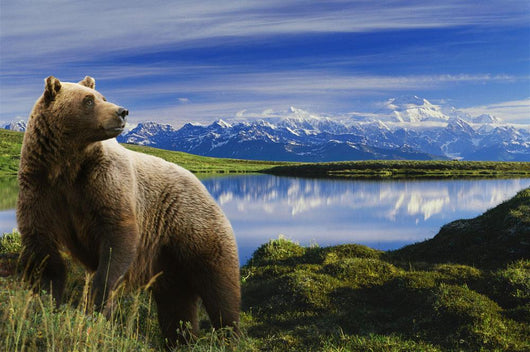 Composite Grizzly Stands In Front Of Lake With Mt Mckinley Wall Mural