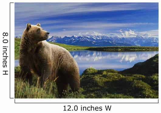 Composite Grizzly Stands In Front Of Lake With Mt Mckinley Wall Mural