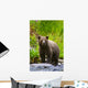 A Brown Bear Fishing For Salmon On The Russian River Wall Mural