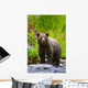 A Brown Bear Fishing For Salmon On The Russian River Wall Mural