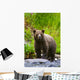 A Brown Bear Fishing For Salmon On The Russian River Wall Mural