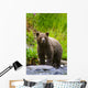 A Brown Bear Fishing For Salmon On The Russian River Wall Mural