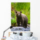 A Brown Bear Fishing For Salmon On The Russian River Wall Mural