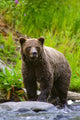 A Brown Bear Fishing For Salmon On The Russian River Wall Mural
