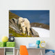 A Mountain Goat Wall Mural
