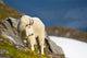 A Mountain Goat Wall Mural