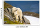 A Mountain Goat Wall Mural