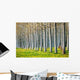 Row Spring Poplar Trees Wall Decal