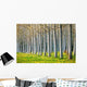 Row Spring Poplar Trees Wall Decal