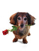 Valentine Dachshund Wall Decal