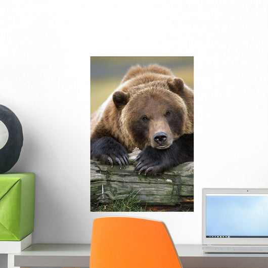 Captive Brown Bear Rests With It Front Legs Outstretched On A Log Wall Mural