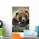 Captive Brown Bear Rests With It Front Legs Outstretched On A Log Wall Mural