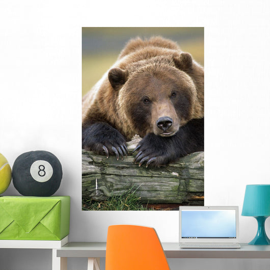 Captive Brown Bear Rests With It Front Legs Outstretched On A Log Wall Mural