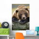 Captive Brown Bear Rests With It Front Legs Outstretched On A Log Wall Mural