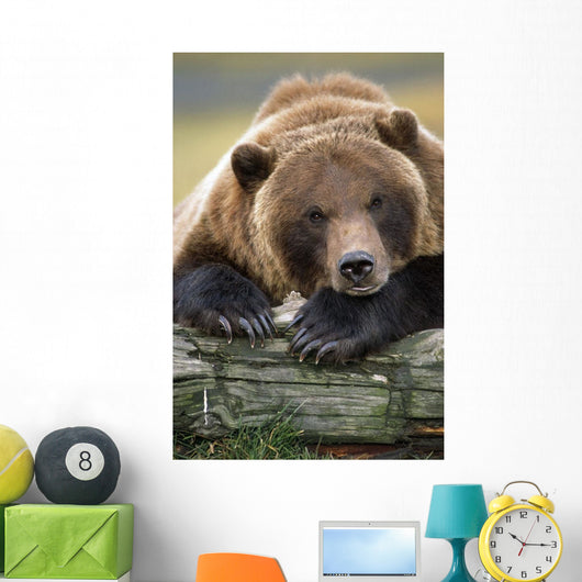 Captive Brown Bear Rests With It Front Legs Outstretched On A Log Wall Mural