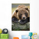 Captive Brown Bear Rests With It Front Legs Outstretched On A Log Wall Mural