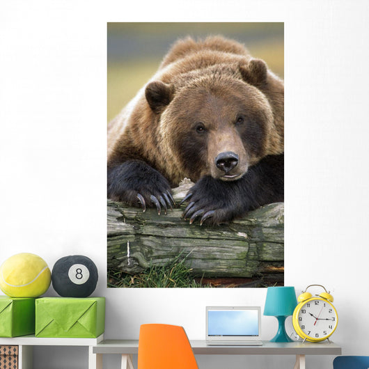 Captive Brown Bear Rests With It Front Legs Outstretched On A Log Wall Mural