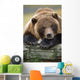 Captive Brown Bear Rests With It Front Legs Outstretched On A Log Wall Mural